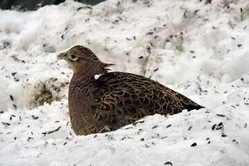 A portrait of a brown female pheasant hidden behind a pile of dirty snow, sunflower seeds scattered on snow