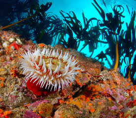 Rose anemone with sea palms Monterey California.