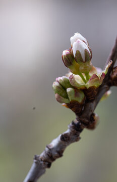 A selective focus shot of beautiful white blossoms of tree cherry. Spring Nature Easter art background with blossom. Macro detail flower.