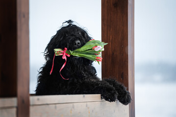 big black dog Russian black terrier on the veranda of a country house with a bouquet of tulips in his mouth