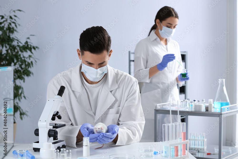 Wall mural Scientist with rat in chemical laboratory. Animal testing