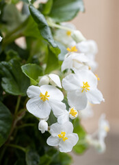 isolated single Begonias,semperflorens begonias,in the garden, potted begonia, cultorum white...