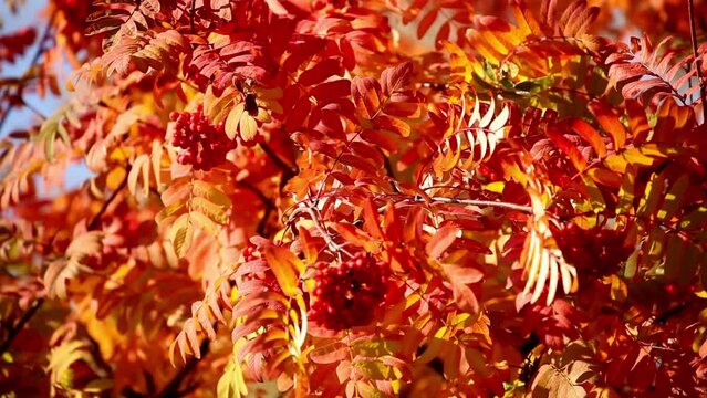 Rowanberry tree leaves on a wind in autumn colors