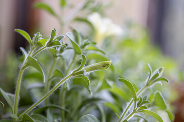 Single one Close up of a Pink and White picotee petunias blossom in a backyard green background.  Macro photo detail of garden flower petunia or petunie.