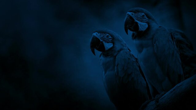 Macaw Parrots On Branch At Night

