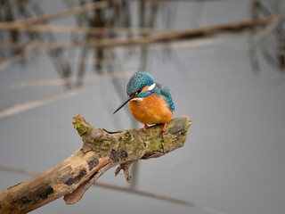 Kingfisher on a branch