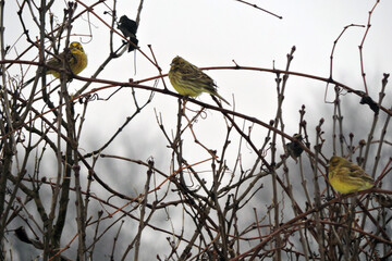 A flock of yellowhammers sitting on leafless branches 