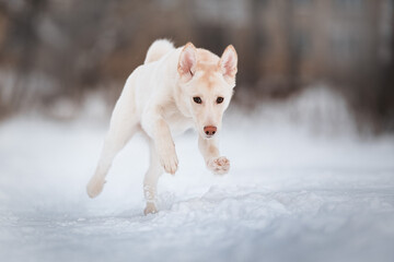 white dog husky mix plays funny with a toy in the snow