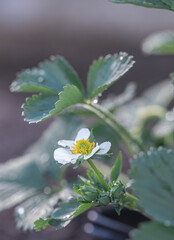 Strawberries bloom under the sun. Small open strawberry flowers with white petals and a yellow center stand on thin green stems. Strawberries grow among green leaves and grass