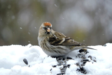 A female common redpoll with a bright red patch on its forehead standing in snow and eating sunflower seeds, blurred background, snowy weather