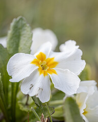 Primrose flowers (Primula vulgaris). Spring primroses flowers, primula polyanthus, white primroses in spring wgarden. Herbal Medicine, cough syrup