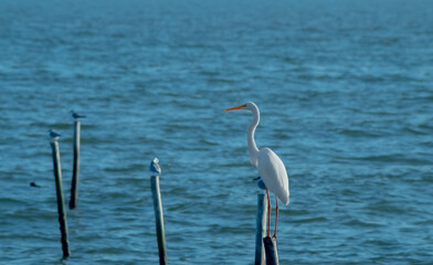 White great egret heron bird stand on pole animal wild life over sea ocean landscape