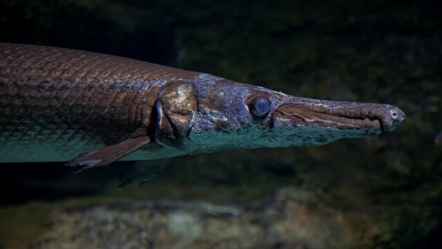 Longnose, billy gar or garpike moving slowly looking for prey. Lepisosteus osseus. Predatory fish with elongated jaws that form needle-like snout swimming in dark water. Freshwater creature