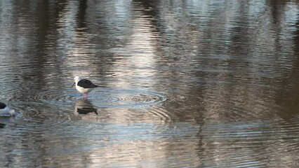 Bird, art view on nature. Black-winged stilt, Himantopus himantopus, widely distributed very long-legged wader. Black and white bird with red leg in the water, Spain.                               