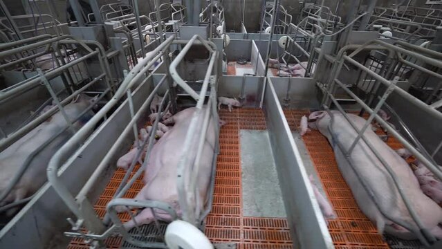 Little piglets suck their mother's breast in a