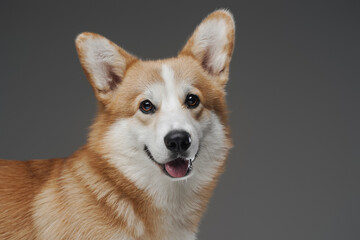 Funny canine pet corgi breed against gray background