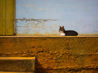 cat on doorstep