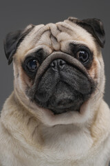 Obraz premium Cute pug dog with beige fur isolated on gray background