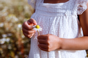 Children's hands hold a small chamomile and tear off a petal. copy space. Summer mood.