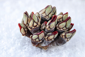 Goose neck barnacle seafood closeup on the ice