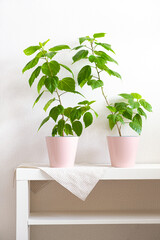 Two green houseplants Hibiscus in pink pots on white shelving unit in daylight. Beautiful vertical poster in gentle light colors. Minimalist biophilic eco design in interior. Indoors garden.