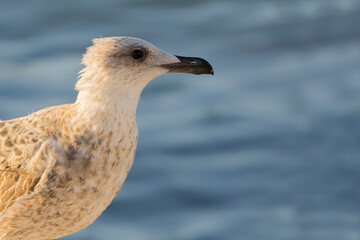 Seagull, curious, in profile, close-up