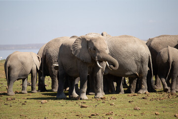 Fototapeta premium elephants in the wild