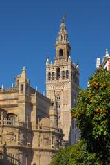 Fototapeta na wymiar A view on the historic La Giralda tower in the heart of Seville surrounded with the typical orange trees. This iconic landmark can be seen throughout the city. 