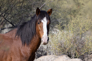 Fototapeta premium Wild Horse in the Arizona Desert