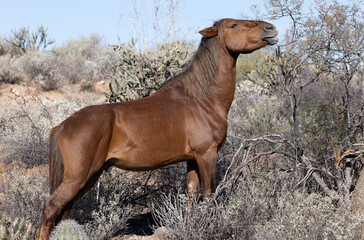 Wild Horse in the Arizona Desert