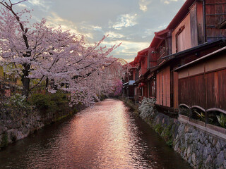 Peaceful Cherry Blossom in Gion, Kyoto, Japan