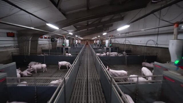 A huge modern pigsty. Farm pork production.