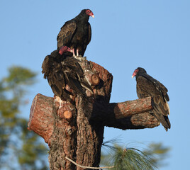 turkey vulture trio