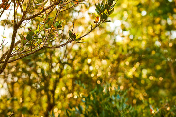 summer plants over sunny lights