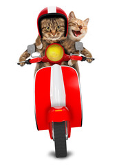 Two funny cats are driving a moped. Humorous theme. 