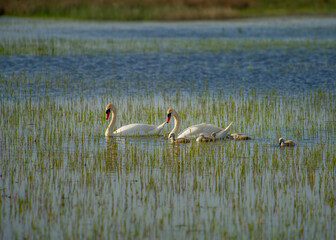 Fototapeta premium Swan with Cubs swims in the Danube Delta