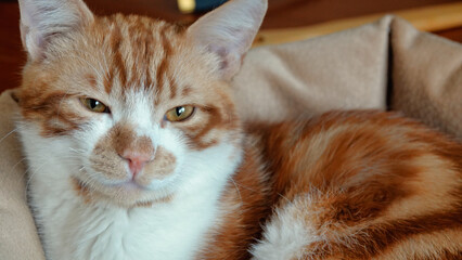 Fototapeta na wymiar healthy young big green-eyed cat staring very intently at a point. ginger red head cat. 