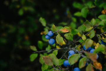 Dusty blue berry on a branch. Blackthorn berry.