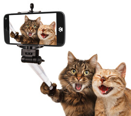 Funny cats - Self picture. Couple of cat taking a selfie together using smartphone camera. - Powered by Adobe