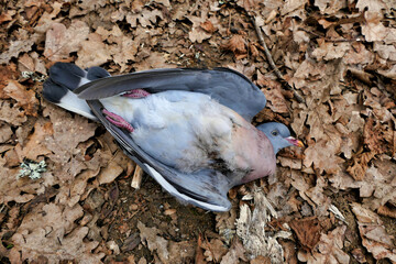 Dead pigeon found on a woodland path
