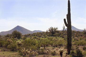 Sonoran Desert