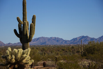 Sonoran Desert