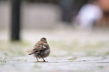 Gray small sparrow bird perching on ground