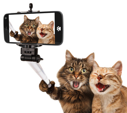 Funny cats - Self picture. Couple of cat taking a selfie together using smartphone camera.