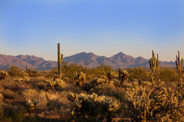 Sonoran Desert