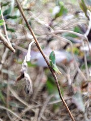 catkins on branch