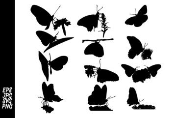 set of Butterfly silhouette