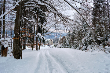 Moody landscape with footpath tracks and pine trees covered with fresh fallen snow in winter mountain forest on cold gloomy evening