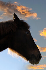 Cabeza de caballo con paisaje de nubes en la puesta del sol - obrazy, fototapety, plakaty