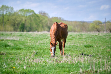 Thin chestnut horse eating grass while grazing on farm grassland pasture